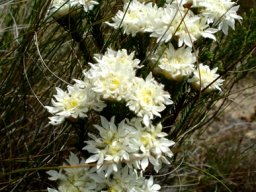 Lachnaea eriocephala flowering